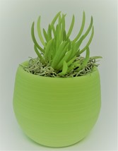 Senecio Succulent in Green Self-Watering Pot, Live Plant Barberton 3" Planter