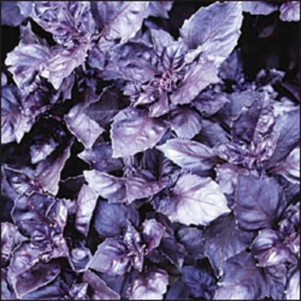 Top Seller 500 Dark Opal Basil Purple Ruffles Ocimum Basilicum Herb Flow... - £11.46 GBP