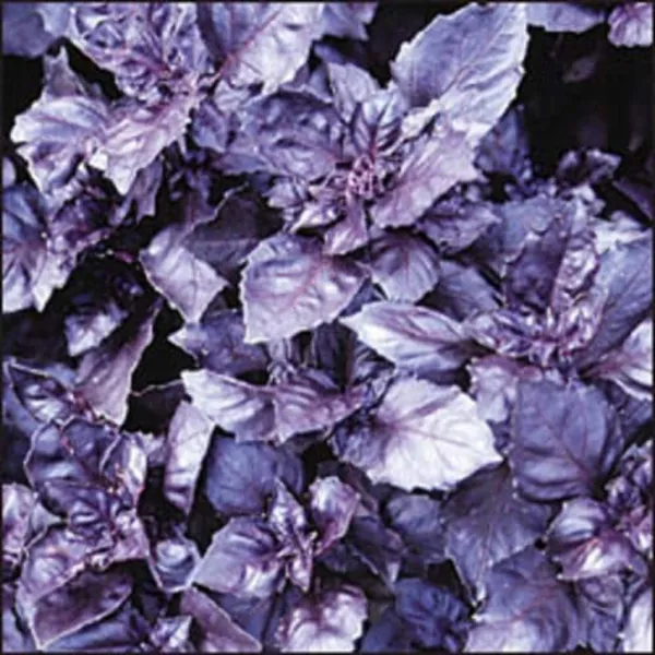 Top Seller 500 Dark Opal Basil Purple Ruffles Ocimum Basilicum Herb Flow... - £11.44 GBP
