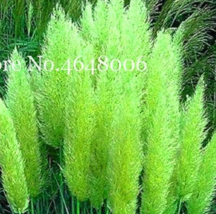 300  pcs Colorful Pampas Grass Cortaderia Bonsai, Very Beautiful Garden ... - £6.70 GBP