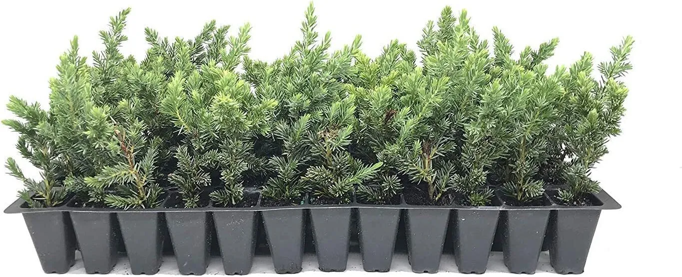 Juniper Blue Pacific Live Plants Juniperus Conferta Groundcover - £32.07 GBP