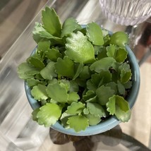 GRANDMOMMIE Of 1000000 Succulent Plant 5 Small Rooted - $2.99