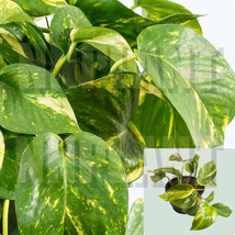 Pothos Golden Devils Ivy Pothos Epipremnum Aureum 4inches-live Plant - $13.73