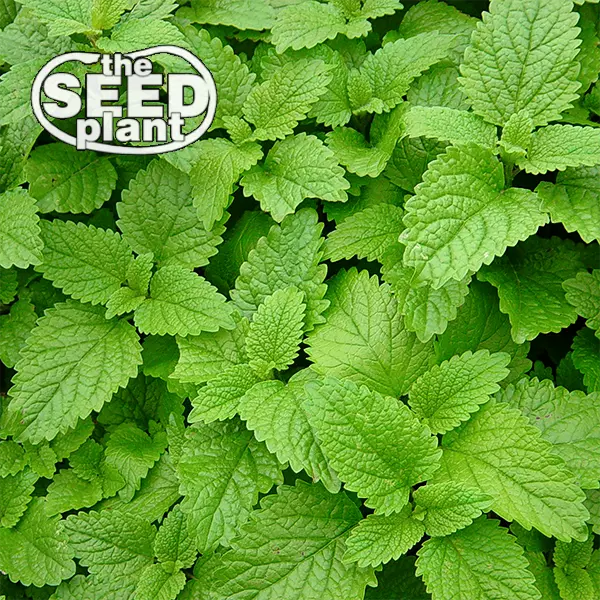 Lemon Balm Seeds - 100 SEEDS NON-GMO - $2.62