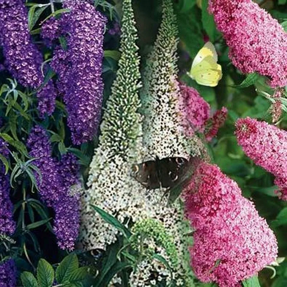 50 Seeds Butterfly Bush Mixed Colors - $9.82