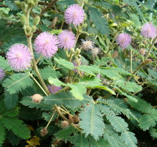 Mimosa pudica habitusleavesinflorescences botgardbln0906b thumb200