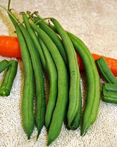 Bean, Kentucky Wonder Pole Green Bean, Heirloom, 200+ Seeds, Classic Bean