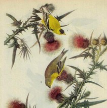 American Goldfinch Bird 1946 Color Art Print John James Audubon Nature D... - $34.99