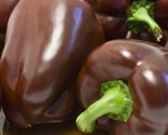 Sweet Chocolate Bell Pepper Seeds 50 Seeds Non-Gmo Fast Shipping - $7.99
