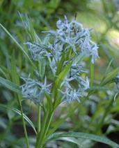 Shining Blue Star Amsonia Illustrus Perennial Blue Flower 20 Seeds - £3.93 GBP