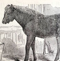 Hybrid Equine George Landseer 1878 Victorian Medical Anatomy Print DWV6C - £23.91 GBP