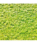 DUCKWEED indoor grown over 2000 -  Aquatic Live Plants  SUPER PRICE!!!!!! - €3,38 EUR