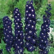 GIB Delphinium Larkspur King Arthur 50 Seeds - $9.00