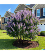 50 Seeds Chaste Trees (Vitus Angus Castus) - Fast Growing Pepper Subst. ... - $13.88 CAD