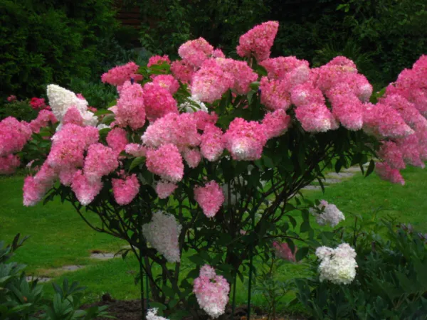 Arctic Fox Hydrangea Starter Plant White Light Pink Dark Pink All At Onc... - £42.46 GBP
