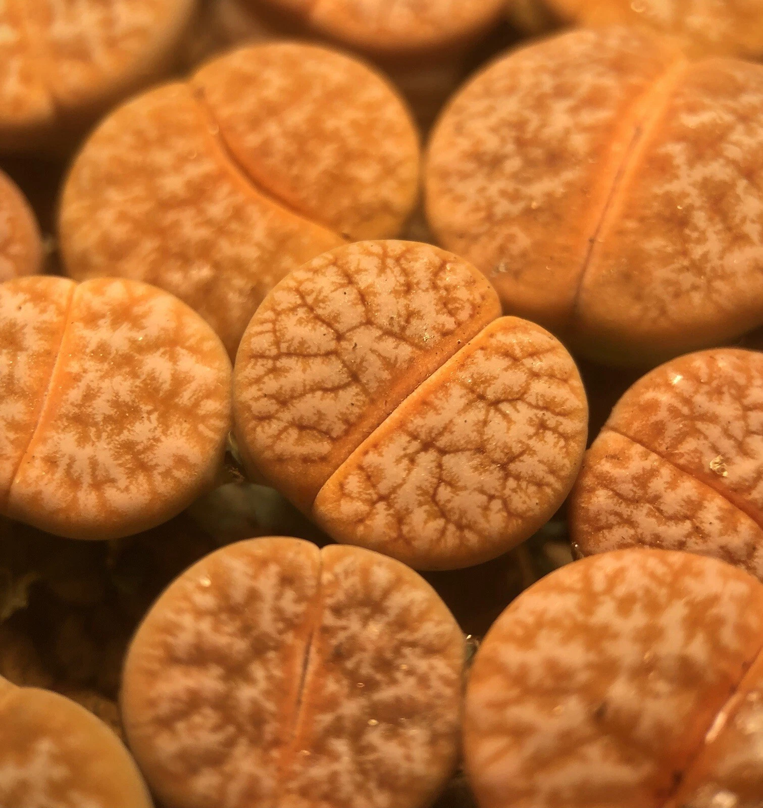 Lithops Gracilidelineata (C309A), Randomly Pick, Live Plants ( Large, 1.... - $24.84