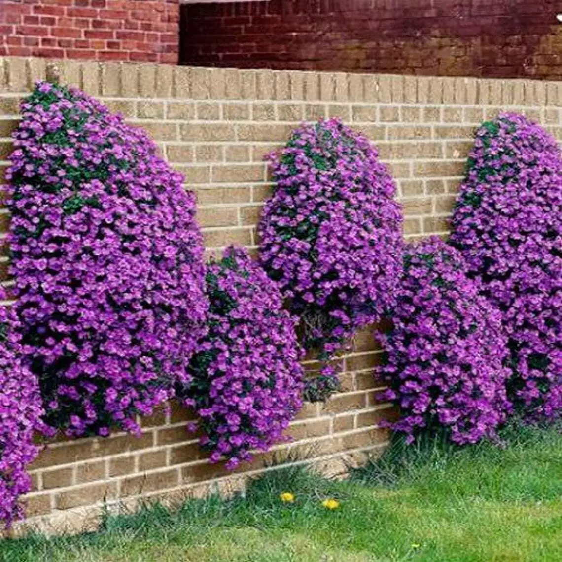 Purple Rockcress Seeds Hardy Perennial Garden USA Seeds - £11.79 GBP