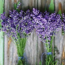 Grow In US 100 Lavender Seeds Munstead (Lavandula Angustifolia) Flower Herb Seed - £6.79 GBP