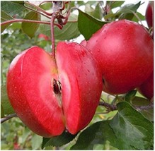 New Fresh 50 Pcs/Pack Red Fleshed Apple Seeds Redlove Apple Fruit Tree Seed Gard - £3.44 GBP