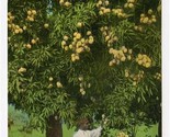 Mango Tree Bearing Fruit Postcard by Duperly Jamaica  - $11.88