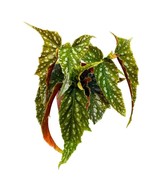 Harmony&#39;s Bird of Prey Angel Wing Hybrid Cane Begonia, 6 inch, Green wit... - $65.23