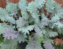 HGBO 500 Seeds Red Rusian Kale Seeds Fresh Harvest For 2024 Gardens From US - £6.51 GBP