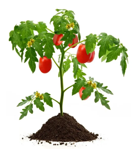Bonsai Tomato Seeds For Planting 100+ Seeds Grow Your Own Food Good Yiel... - $19.92