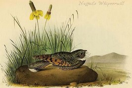 Nuttails Whipoorwill by John James Audubon - Art Print - £17.22 GBP+