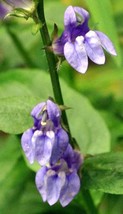 New Fresh Seeds Lobelia Siphilitica Great Blue Lobelia 500 Seeds - £12.61 GBP