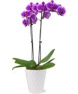 Just Add Ice 16-30&quot; Purple Premium Orchid Live Plant in 5&quot; White Ceramic... - €43,66 EUR