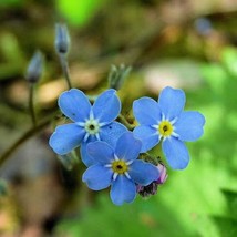 Myosotis Sylvatica Woodland Forget Me Not 500 Seeds Gardening USA SELLER - $13.78