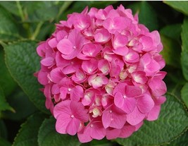 Hydrangea Cutting 4 fresh Cuttings NO ROOTS approximate size 15 cm (6 inch) Pink - £13.50 GBP