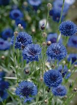 JR 200 Seeds Cornflower Seeds - Blue Boy - £4.45 GBP