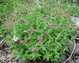 400 Seeds Monkey Flower Seeds Native Perennial Wildflower Shade Garden P... - $8.99