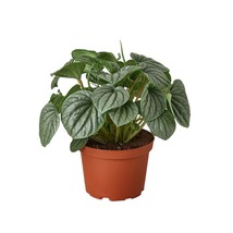 Peperomia &#39;Frost&#39;-6&quot; Pot - $947.74 MXN