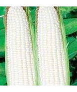 Corn Seed Garden Collection, Non GMO, Heirloom, Organic Seeds, 6 Top Var... - £5.87 GBP