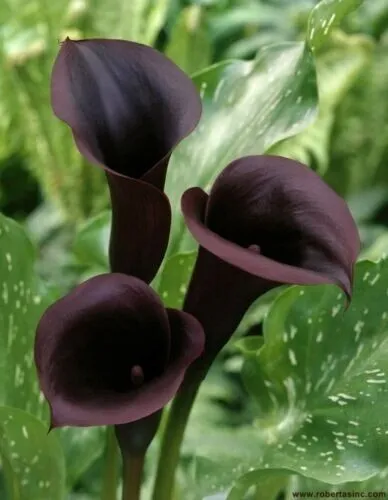 Fresh Black Calla Lily Flowers Zantedeschia Aethiopica 5 Seeds Garden - £8.77 GBP