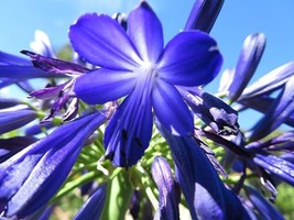 AD 25 Seeds Blue Agapanthus Praecox Flowers Home Garden - $13.26