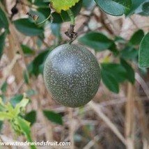 Fast Ship USA Seller Frederick Passion Fruit Seeds Passiflora Edulis 5 Seeds - $29.90