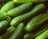 Organic Garden Sweet Cucumber 25 Seeds Burpless Non-Gmo Pickling Slicing... - $8.99