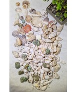 1.5kg Assorted Natural Seashells Rare Lot– Crafting, Decor, Collecting S... - $1,112.09 MXN