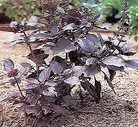 Basil Red Rubin 2,000 seeds - £23.25 GBP