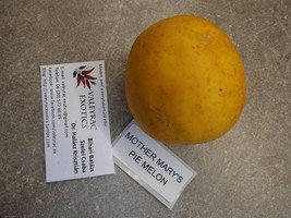 Mother Mary&#39;s Pie Melon - Honeymelon - 5+ seeds (CM 020) - £1.18 GBP