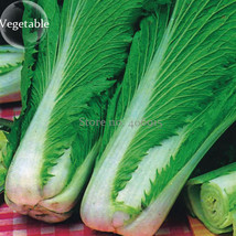 200 Seeds Wong Bok&#39; Chinese Green Napa Cabbage Organic Mandarin Cabbage Fresh - £5.09 GBP