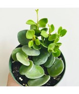 Peperomia Hope Teteraphylla Peperomia Pet Friendly Plant Live Plant In 2... - $47.98