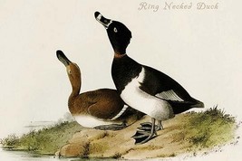 Ring Necked Duck by John James Audubon - Art Print - £17.63 GBP+
