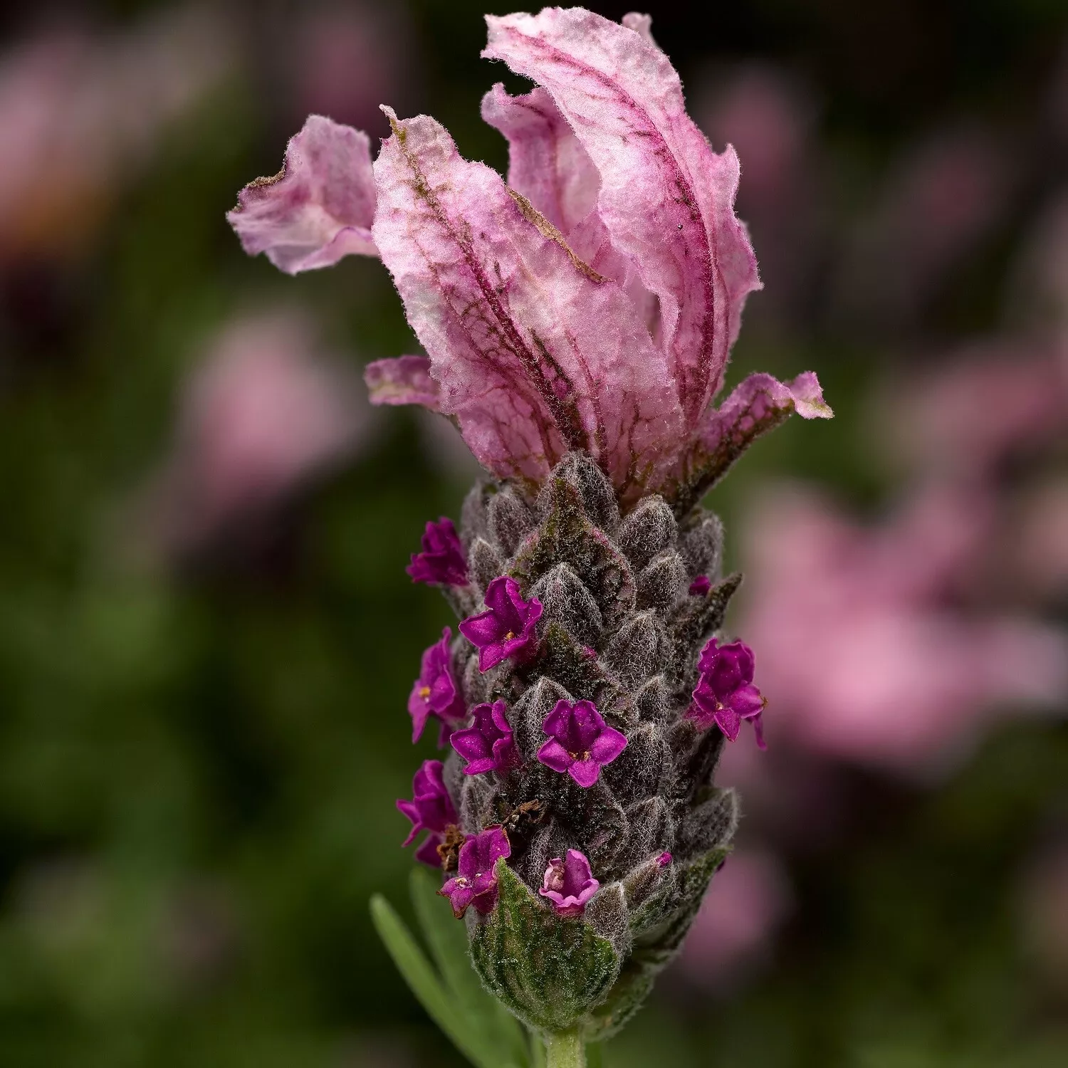 Lavandula Seeds Castilliano Rose Seeds Lavender Seeds 25 Seed Pack Spanish - $13.65