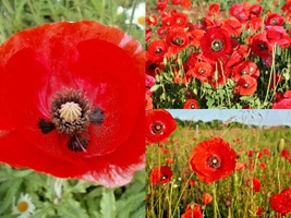 2000+Red CORN Field POPPY Native Wildflower Garden Flower Seeds Container Easy - £13.45 GBP