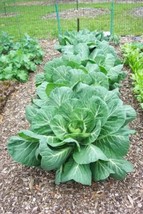 USA Vates Collards Collard Greens Brassica Oleracea Acephala Vegetable 250 Seeds - £8.78 GBP
