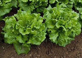 Way-A-Head Lettuce Seeds - 25 Count Seed Pack - Non-GMO - Produce Compact Butter - £1.22 GBP